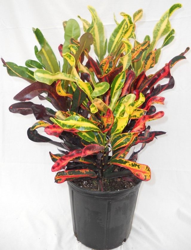 Кодиеум (Codiaeum) Кодиеум (Codiaeum)