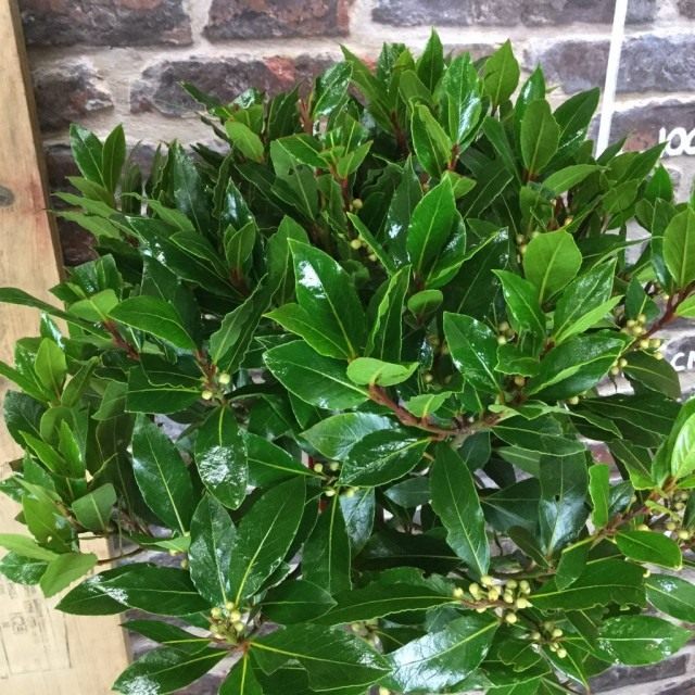 Лавр благородный (Laurus nobilis)