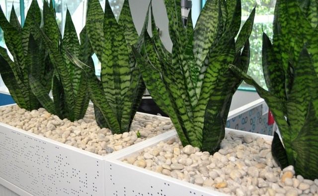 Сансевиерия (Sansevieria) Сансевиерия (Sansevieria)
