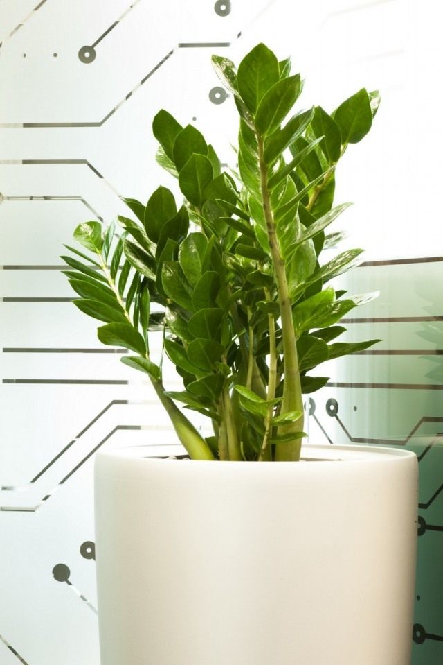 Замиокулькас (Zamioculcas) Замиокулькас (Zamioculcas)