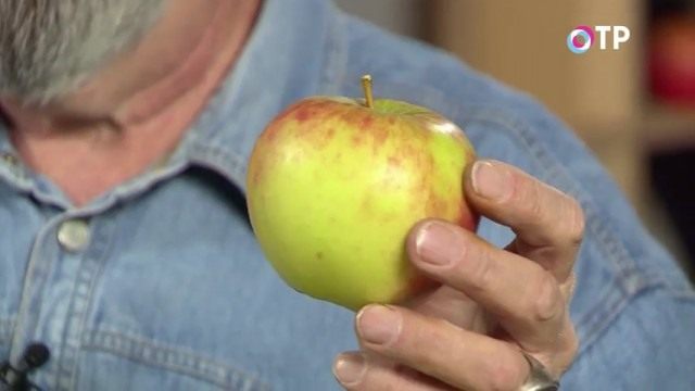 Сорт «Апорт» Сорт «Апорт»