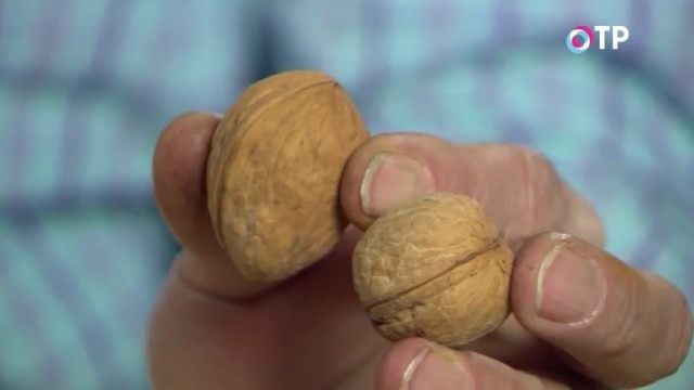Грецкий орех Грецкий орех