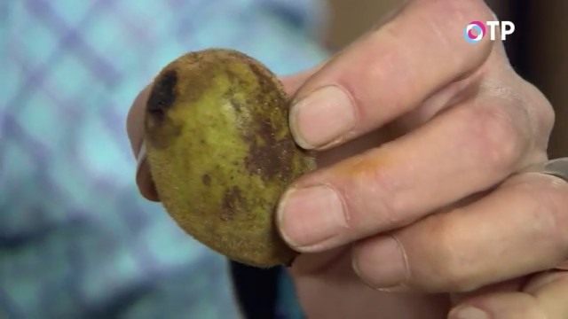 Околоплодник маньчжурского ореха Околоплодник маньчжурского ореха