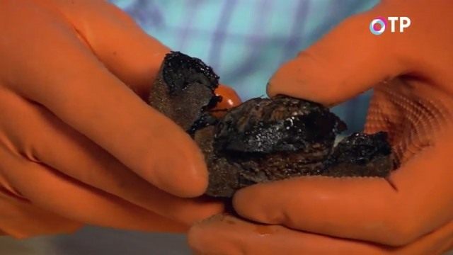 Отделяем околоплодник маньчжурского ореха Отделяем околоплодник маньчжурского ореха
