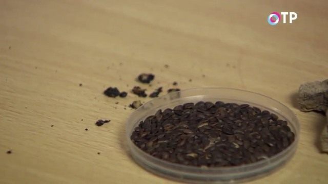 Семена бархата амурского Семена бархата амурского