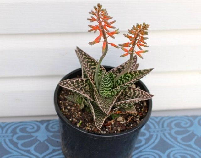 Алоэ пёстрое, или Алоэ тигровое (Aloe variegata) Алоэ пёстрое, или Алоэ тигровое (Aloe variegata)
