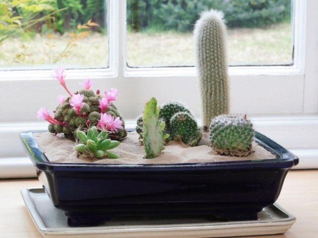Кактусы (Cactaceae) Кактусы (Cactaceae)