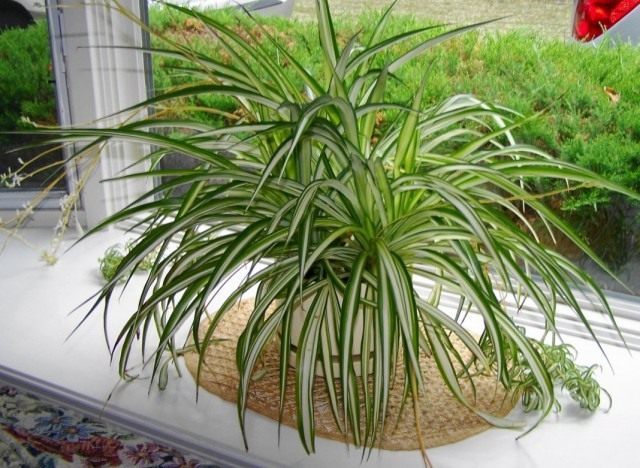 Хлорофитум (Chlorophytum) Хлорофитум (Chlorophytum)