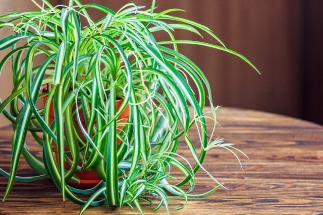 Хлорофитум (Chlorophytum) Хлорофитум (Chlorophytum)