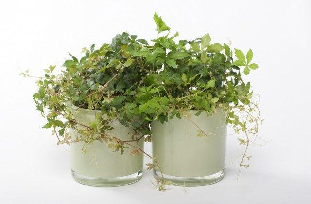 Циссус (Cissus) Циссус (Cissus)