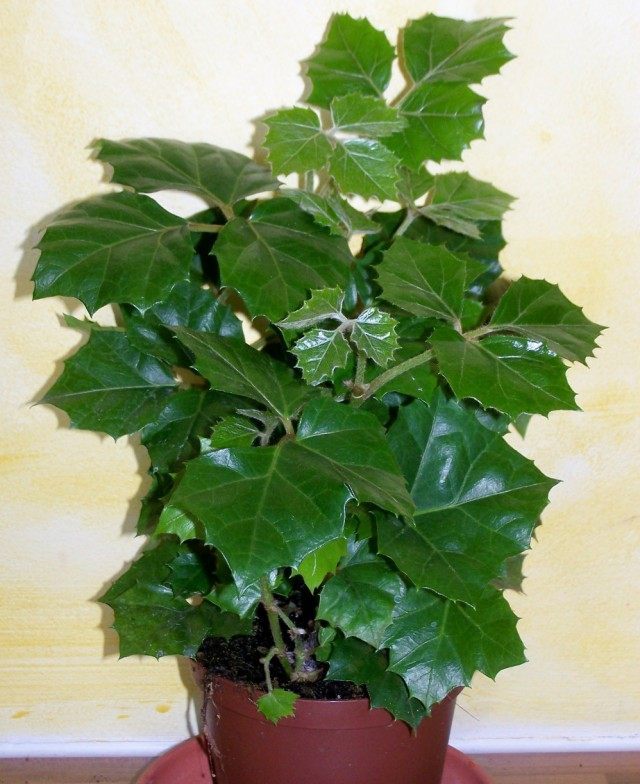 Циссус (Cissus) Циссус (Cissus)