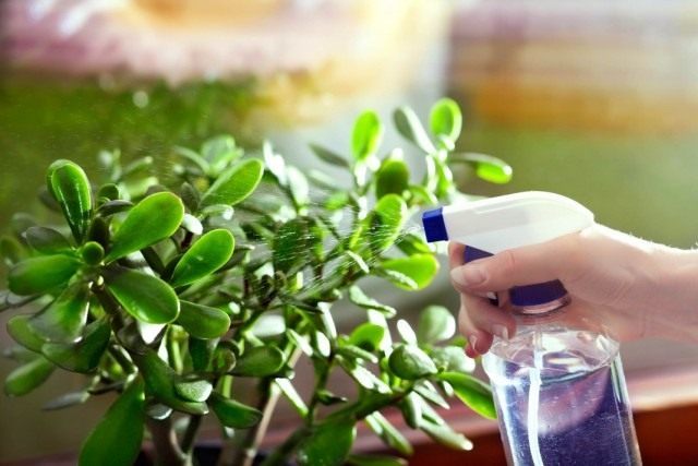Толстянка яйцевидная, или Толстянка овальная (Crassula ovata), Денежное дерево Толстянка яйцевидная, или Толстянка овальная (Crassula ovata)