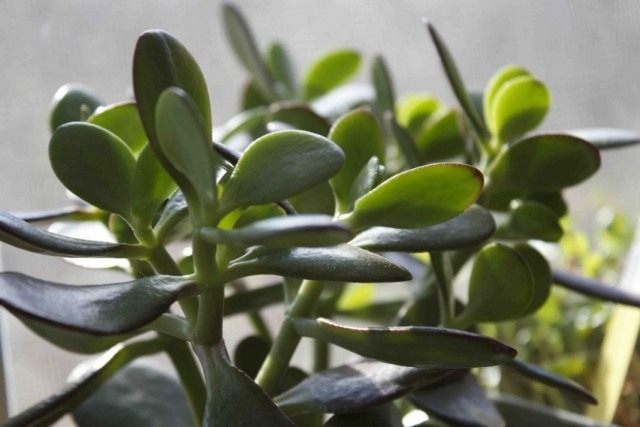 Толстянка яйцевидная, или Толстянка овальная (Crassula ovata), Денежное дерево Толстянка яйцевидная, или Толстянка овальная (Crassula ovata), Денежное дерево