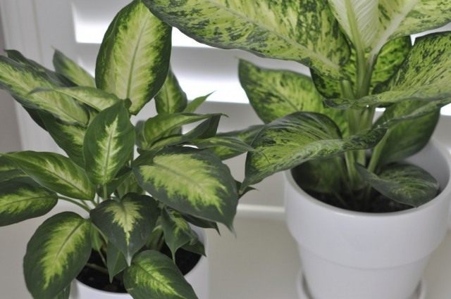 Диффенбахия (Dieffenbachia) Диффенбахия (Dieffenbachia)