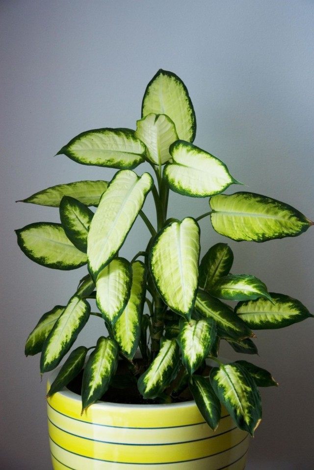Диффенбахия (Dieffenbachia) Диффенбахия (Dieffenbachia)