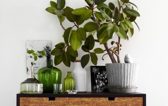 Фикус каучуконосный, или Фикус эластичный (Ficus elastica)