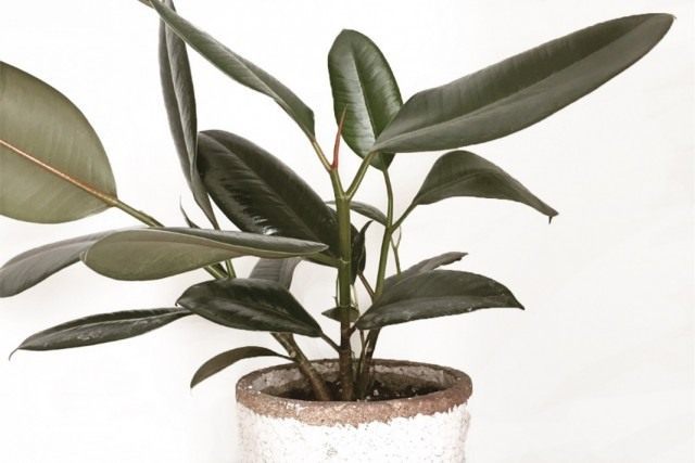 Фикус каучуконосный, или Фикус эластичный (Ficus elastica)