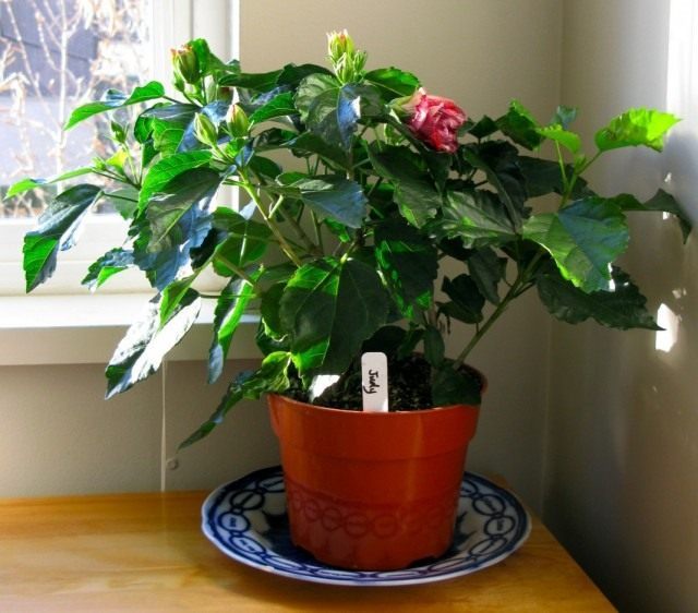 Гибискус китайский, или Китайская роза (Hibiscus rosa-sinensis) Гибискус китайский, или Китайская роза (Hibiscus rosa-sinensis)