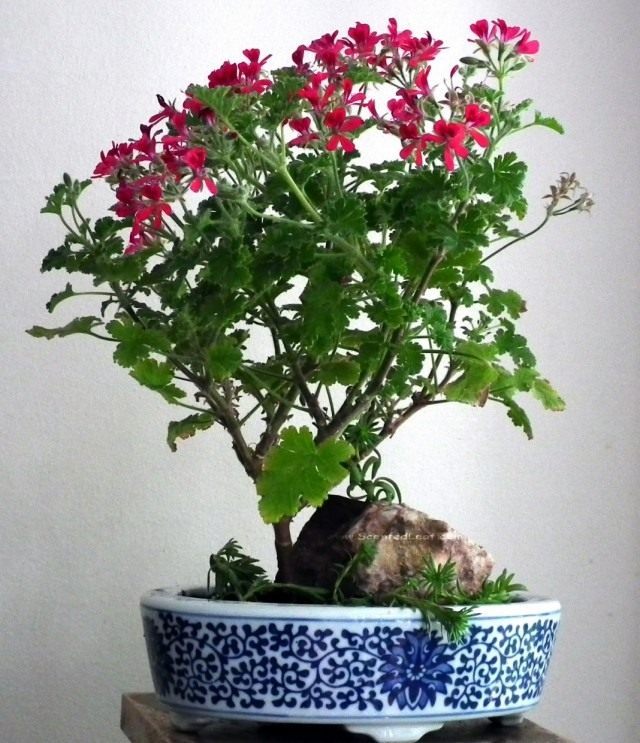 Пеларгония (Pelargonium) Пеларгония (Pelargonium)