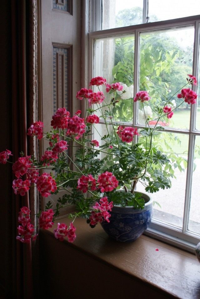 Пеларгония (Pelargonium) Пеларгония (Pelargonium)