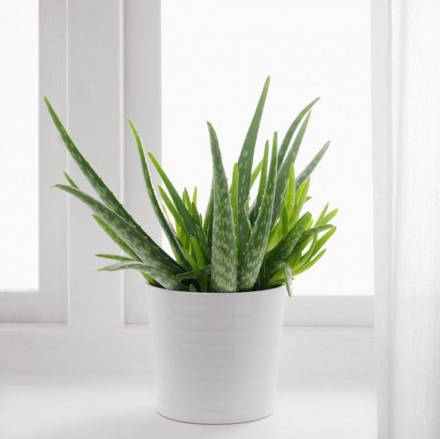 Алоэ настоящее, или Алоэ вера (Aloe vera) Алоэ настоящее, или Алоэ вера (Aloe vera)