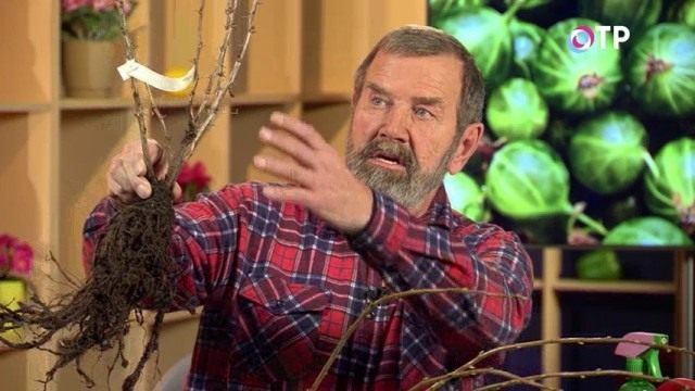 Саженцы плодово-ягодных культур Саженцы плодово-ягодных культур