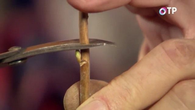 Делим черенок смородины пополам. Делаем верхний прямой срез над почкой. Делим черенок смородины пополам. Делаем верхний прямой срез над почкой.