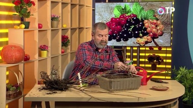 Присыпаем песочком и обильно поливаем нашу посадку. Присыпаем песочком и обильно поливаем нашу посадку.