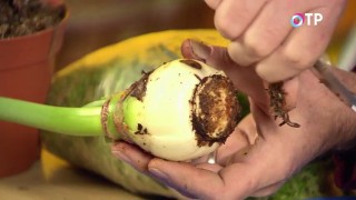 Корневую гниль на луковице гиппеаструма зачищаем до здоровой ткани Корневую гниль на луковице гиппеаструма зачищаем до здоровой ткани