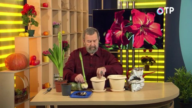 Приступаем к пересадке гиппеаструма Приступаем к пересадке гиппеаструма
