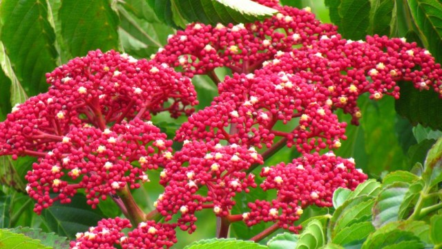 Леея гвинейская (Leea guineensis) Леея гвинейская (Leea guineensis)