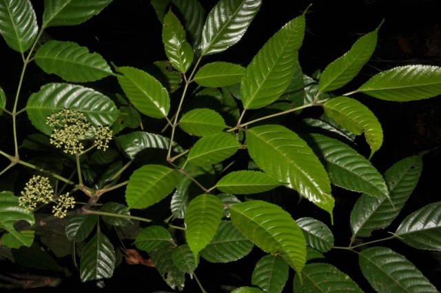 Леея индийская (Leea indica) Леея индийская (Leea indica)