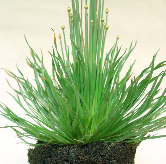 Сингонантус золотистоцветковый (Syngonanthus chrysanthus) Сингонантус золотистоцветковый (Syngonanthus chrysanthus)