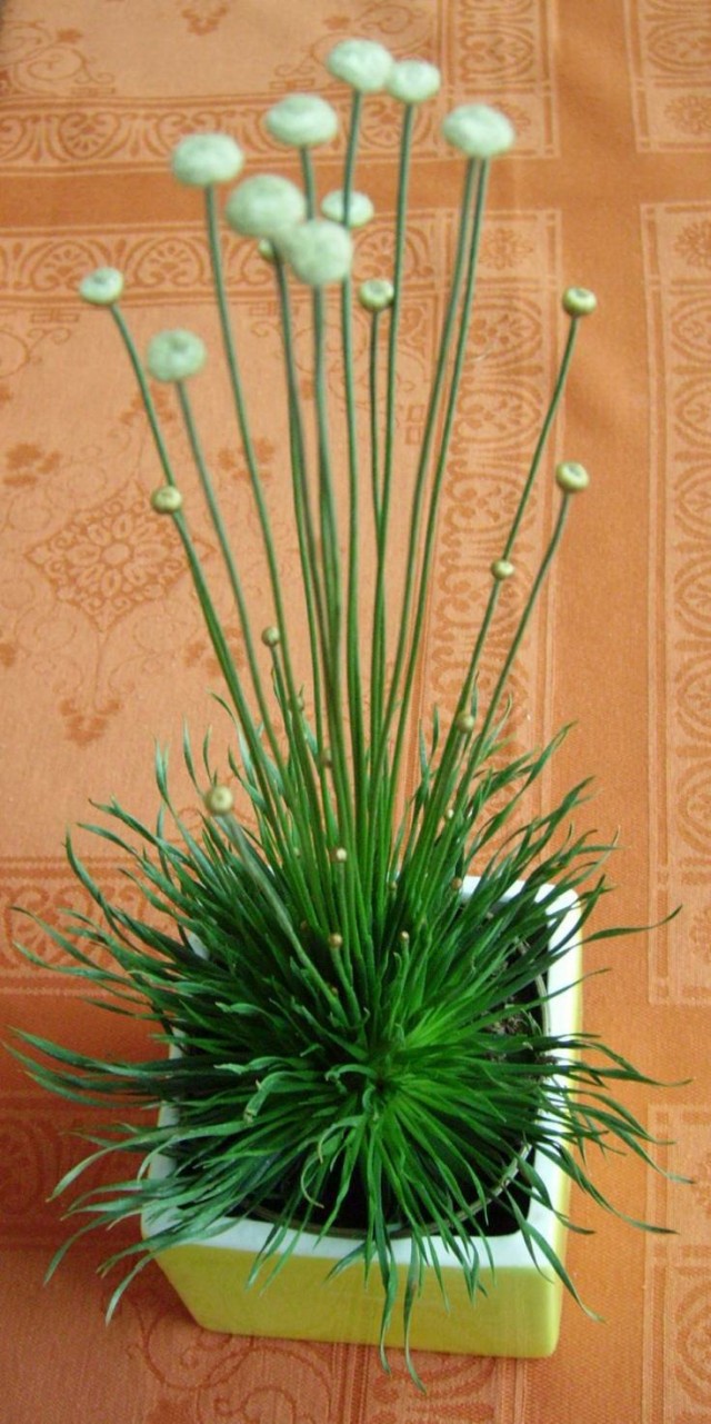 Сингонантус золотистоцветковый (Syngonanthus chrysanthus) Сингонантус золотистоцветковый (Syngonanthus chrysanthus)