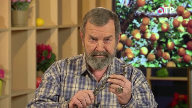 Проводить подготовку к зимнему хранению черенков плодовых культур разных сортов необходимо отдельно друг от друга Проводить подготовку к зимнему хранению черенков плодовых культур разных сортов необходимо отдельно друг от друга