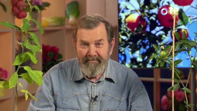 Кандидат сельскохозяйственных наук Николай Петрович Фурсов о прививке комнатных цитрусовых растений Кандидат сельскохозяйственных наук Николай Петрович Фурсов о прививке комнатных цитрусовых растений