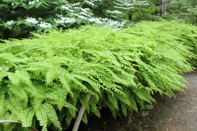 Адиантум стоповидный (Adiantum pedatum) Адиантум стоповидный (Adiantum pedatum)