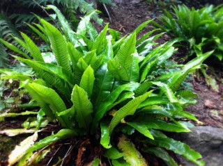 Костенец сколопендровый (Asplenium scolopendrium) Костенец сколопендровый (Asplenium scolopendrium)