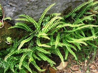 Костенец волосовидный (Asplenium trichomanes) Костенец волосовидный (Asplenium trichomanes)