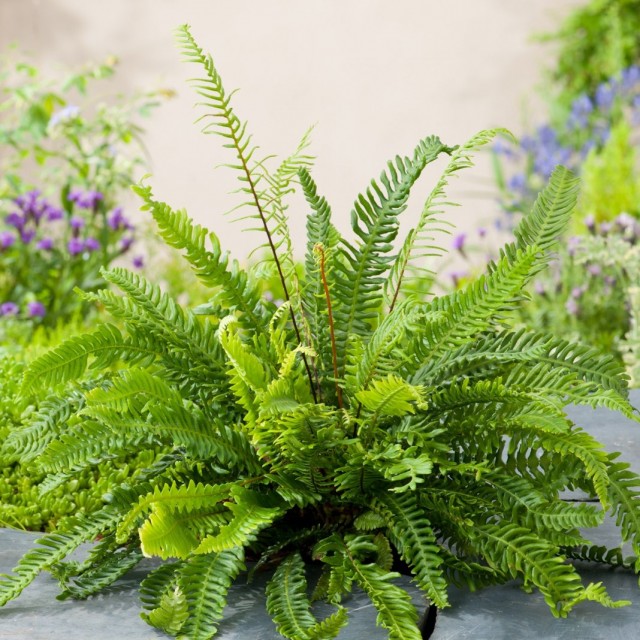 Дербянка колосистая (Blechnum spicant) Дербянка колосистая (Blechnum spicant)