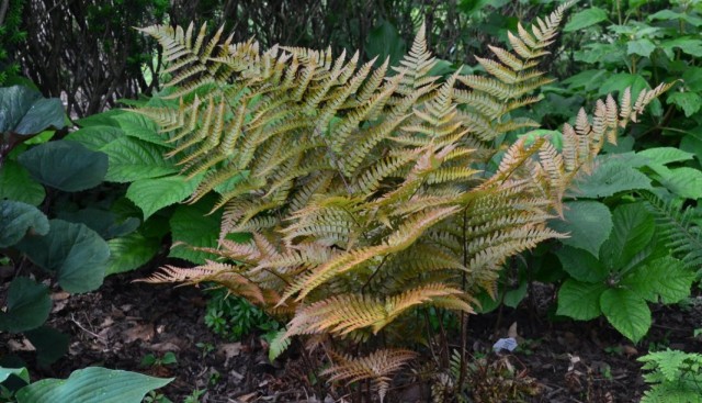 Щитовник красносорусовый (Dryopteris erythrosora) Щитовник красносорусовый (Dryopteris erythrosora)
