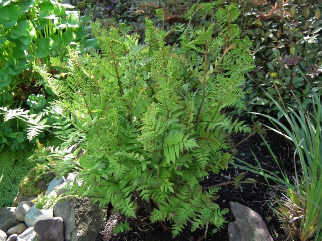 Чистоуст королевский (Osmunda regalis) Чистоуст королевский (Osmunda regalis)