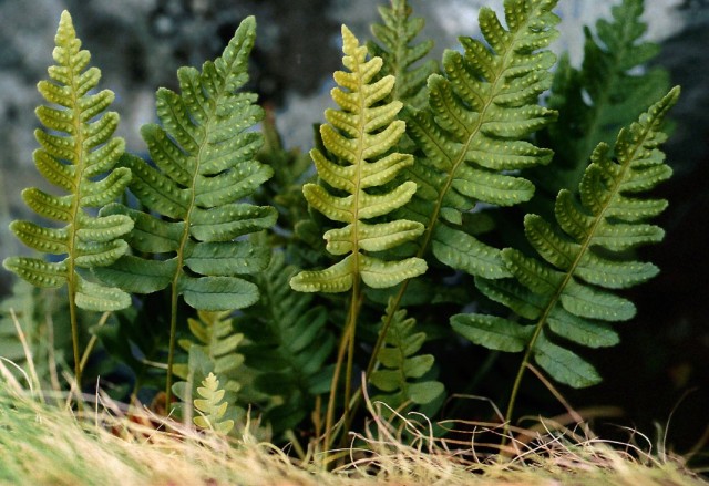 Полиподиум обыкновенный (Polypodium vulgare) Полиподиум обыкновенный (Polypodium vulgare)