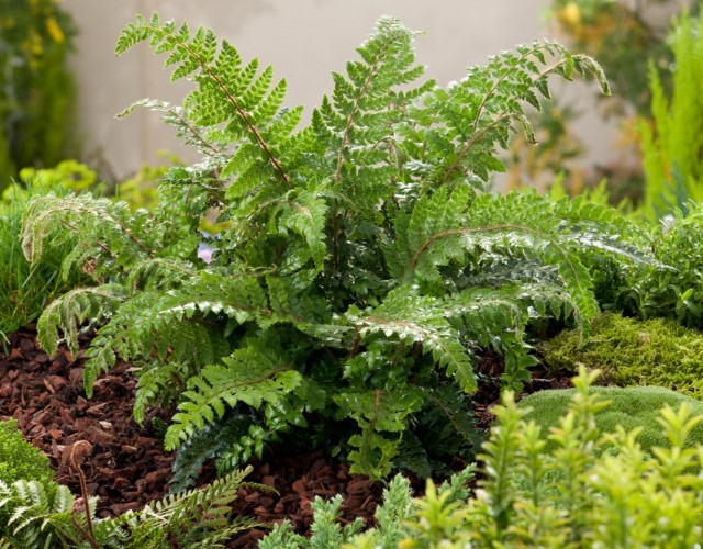 Многорядник многореснитчатый (Polystichum polyblepharum) Многорядник многореснитчатый (Polystichum polyblepharum)