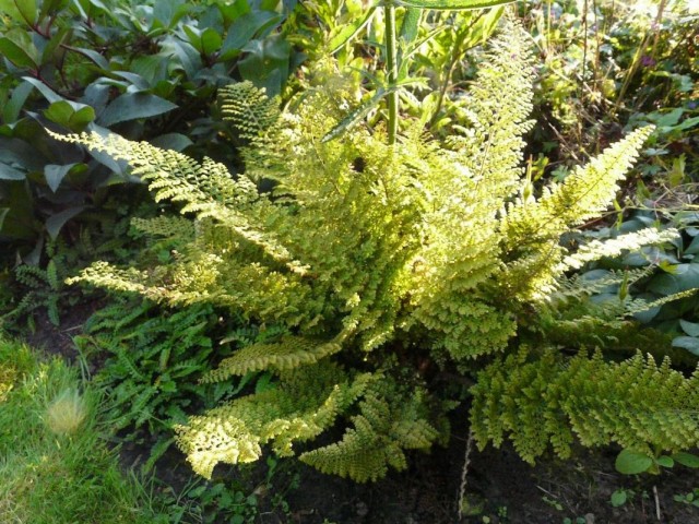 Многорядник щетинконосный (Polystichum setiferum) Многорядник щетинконосный (Polystichum setiferum)