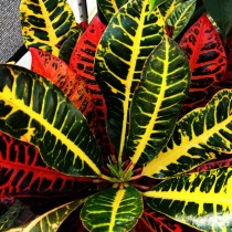 Кодиеум пёстрый «Браво» (Codiaeum variegatum 'Bravo') Кодиеум пёстрый «Браво» (Codiaeum variegatum 'Bravo')