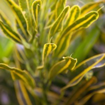 Кодиеум пёстрый «Голден Белл» (Codiaeum variegatum 'Gold Bell') Кодиеум пёстрый «Голден Белл» (Codiaeum variegatum 'Gold Bell')
