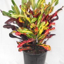 Кодиеум пёстрый «Мамми» (Codiaeum variegatum 'Mammy') Кодиеум пёстрый «Мамми» (Codiaeum variegatum 'Mammy')