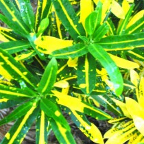 Кодиеум пёстрый «Санни Стар» (Codiaeum variegatum 'Sunny Star') Кодиеум пёстрый «Санни Стар» (Codiaeum variegatum 'Sunny Star')