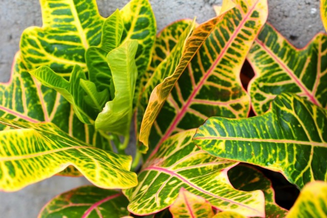 Кодиеум пёстрый (Codiaeum variegatum) Кодиеум пёстрый (Codiaeum variegatum)